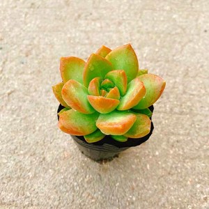 彩豆锦多肉植物花卉盆栽肉肉植物室内绿植新手好养四季易活花草