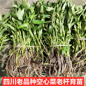 空心菜苗子菜苗老杆育苗老品种藤藤菜苗传统农家留种非柳叶空心菜
