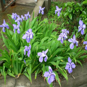 紫色鸢尾花苗蝴蝶兰花苗盆栽燕尾兰花苗兰花地栽扁竹根扁担草易养
