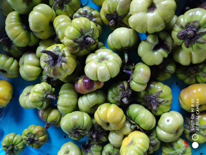 满4件顺丰空运包邮,云南新鲜现摘蔬菜苦茄刺茄大苦果洋茄子苦子果