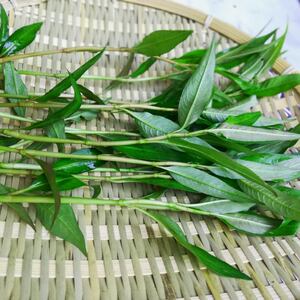 新鲜生香柳越南蓼草红辣鱼蓼叻沙叶香料200g,任选4件顺丰空运包邮