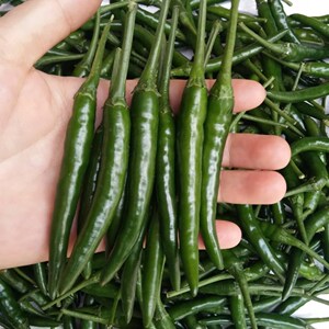 新鲜泰式小米辣椒指天椒小尖椒青辣椒泰国餐厅用500g,任选4件免邮