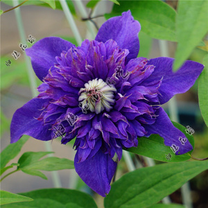 铁线莲水星2号 盆栽爬藤攀援花苗花园阳台庭院植物爆花多年生植物