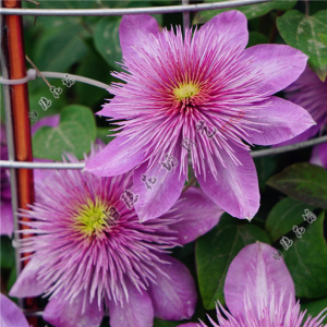 铁线莲宽瓣皇帝