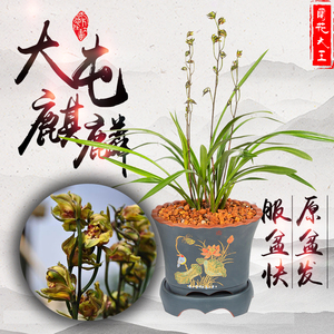 大屯麒麟墨兰五大奇花浓香名贵精品宽叶绿植盆栽好养易四季兰花苗