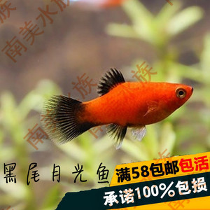 南美水族社小熊猫鱼黑尾月光鱼观赏活体热带草缸鱼胎生小鱼可繁殖
