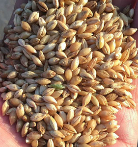 青海白青稞生青稞筛选带皮青稞可做种酿酒原料青稞原粮5斤包邮