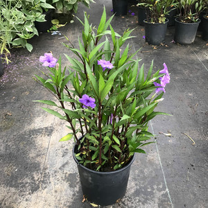 翠芦莉盆栽带花大苗翠兰花室外植物水培土培花卉好养耐活花期长