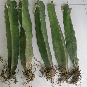 火龙果嫁接蟹爪兰砧木