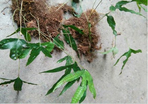 505人付款淘宝本草纲目药膏手上小水泡真菌感染治手开裂的药膏鹅掌风