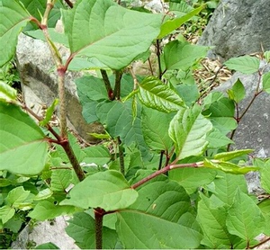 中草药材新鲜虎杖根,苗,花斑竹,酸筒杆,酸桶笋酸汤梗
