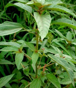 中草药新鲜野生铁笕菜 人苋 血见愁 海蚌含珠 叶里含珠 野麻草