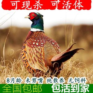 野鸡活体七彩山鸡土鸡农家散养老母鸡现杀乌骨鸡 草五黑鸡乌鸡肉