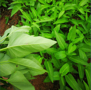 湖南农家自种空心菜时令蔬菜嫩尖藤藤蕹菜嗡菜竹叶通心菜