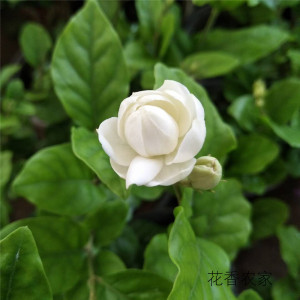 2020夏上新尖叶宝珠茉莉花苗盆栽重瓣香花美小荷收藏珍品茉莉花