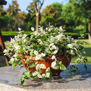 络石盆栽玻璃水培植物室内室外四季好养绿植花垂藤吊兰小植物rodman
