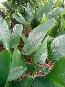 禄贵888企业店淘宝包粽子的树叶大片粽叶苗竹叶苗野生粽叶种子种苗