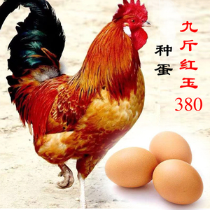 30枚可孵化新鲜九斤红玉380小鸡种蛋受精蛋 高山散养可食用土鸡蛋