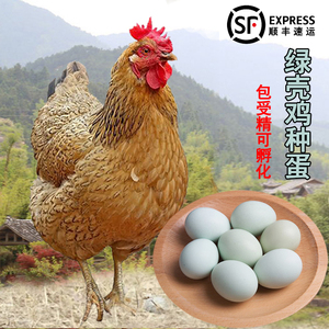 30枚麻羽绿壳蛋鸡种蛋可孵化受精蛋高产绿壳蛋纯种鸡非乌鸡种蛋