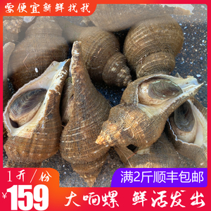 长香螺海螺