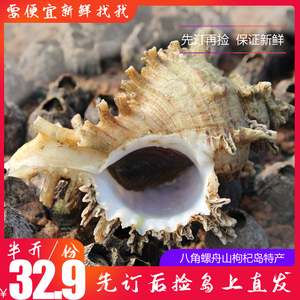 舟山枸杞岛新鲜海螺贝类八角螺石头螺香螺半斤鲜活海鲜水产250g