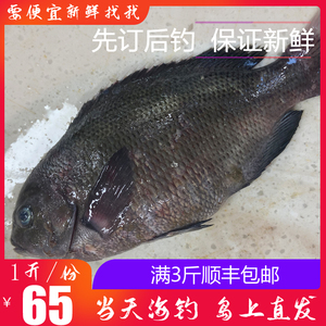 舟山海钓黑毛鱼斑鱾鱼菜毛鱼粗鳞黑毛鱼瓜子鱲鱼海鱼新鲜500g