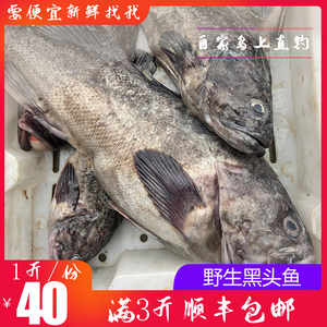 黑头鱼鲜活海鱼