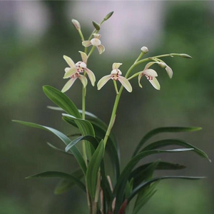 兰花矮种建兰带金嘴 禅月达摩四季达摩 客厅庭院盆栽绿植