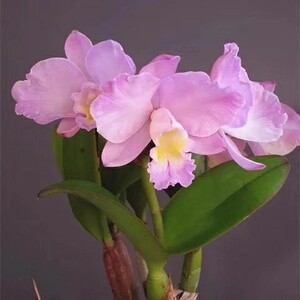 卡特兰 圣诞玫瑰 金如意 尚美 桌面植物株型小好养绿植盆栽带花苞