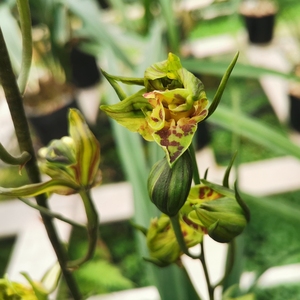 兰花苗墨兰 大屯麒麟 盆栽绿植庭院十大奇花之一花开持久清香好养