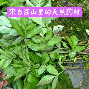 南岭山区新鲜现采天然食用蒴藋接骨木接骨草药用走马风中药材店铺