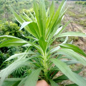 000人付款淘宝南岭山区小飞蓬草小蓬草新鲜现采天然