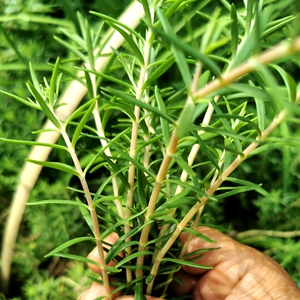 南岭山区新鲜现采野佛甲草佛指甲铁指甲狗牙菜药用食用天然中药材