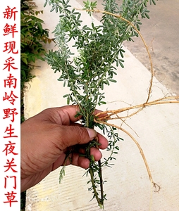 南岭采药人新鲜现采野生夜关门草 马帚 三叶草封草菌串子中草药材