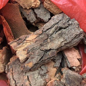 新鲜野生药用桉树皮 大叶桉树 原中药材桉树 新鲜品 1件500克