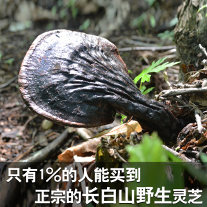 【产地直发】长白山野生紫灵芝反柄深山整枝可切片精林芝250g包邮