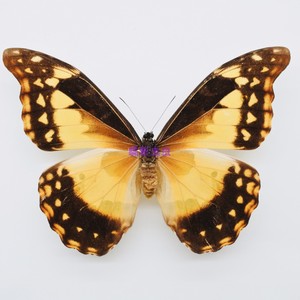 光明女神海伦娜闪蝶morpho helena雌原蝶标本