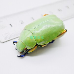 阿道芬宝石丽金龟plusiotis adolphi干制昆虫原虫标本009