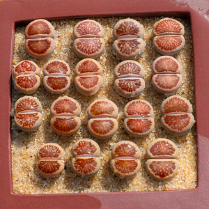 多肉植物生石花dt岛田红窗菊