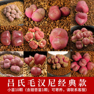 多肉植物吕氏毛汉尼水蜜桃 蟠桃 琥珀 擎天 甜杏 闪亮 经典款小苗