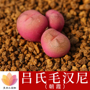 多肉植物 吕氏毛汉尼 朝霞 马哈尼 经典款之一 稀有品种 贵货