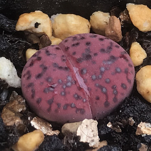 多肉植物生石花c393a岛田紫柘榴 紫石榴