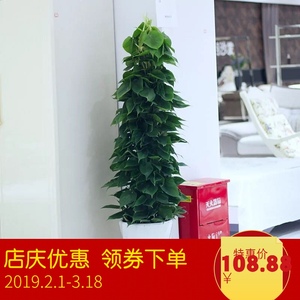 小叶绿萝吊兰