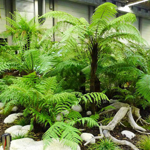 耐寒蕨类植物荚果蕨大苗北方耐寒庭院植物盆栽绿植蕨桫椤蕨喜阴