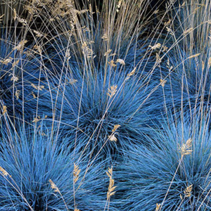 蓝羊茅植物盆栽苗庭院耐寒宿根地被观赏草蓝色红色火焰狼尾草好养