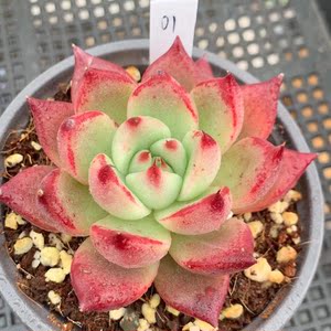 红颜蜜语多肉植物 单头精品老桩 东云系 一物一拍