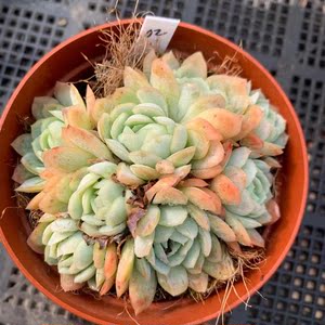 冰梅多肉植物 多头群生精品老桩 奶油色 状态好 一物一拍