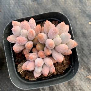 白色恋人多肉植物 一物一拍 精品老桩粉色恋人 粉嫩圆嘟嘟
