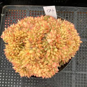 虎鲸多肉植物 黄金玛利亚缀化 群生精品老桩金黄色红尖尖一物一拍