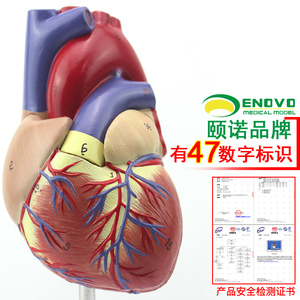 ENOVO颐诺1:1人体心脏模型B超彩超声医学心内科心脏解剖教学冠状动脉心血管血液循环心外科学习模具上海标本